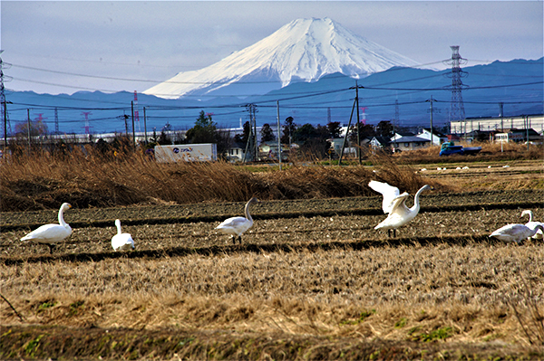 川島町 国交省富士山百景35番号認定場所に白鳥飛来
